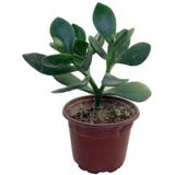 Para Çiçeği Sukulent 10-20 Cm