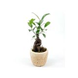 Para Desenli Eskitme Saksıda Ficus Bonsai Bitkisi