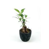 Para Desenli Siyah Saksıda Ficus Bonsai Bitkisi