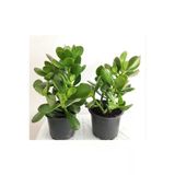 Para Sukulenti (Crassula Ovata) Bonsai Para Ağacı 2 Adet