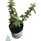 Para Yeşim Çiçeği 1 Adet Sukulent Dekoratif Bitki 10-15 cm(CRASSULA)