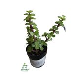 Para Yeşim Çiçeği 1 Adet Sukulent Dekoratif Bitki 10-15cm Crassula