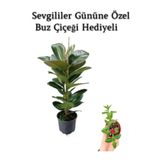 Parlak Canlı Yapraklı Kauçuk Bitkisi Sevgililer Gününe Özel Buz Çiçeği Hediyeli, BTS001NU080218