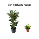 Parlak Canlı Yapraklı Kauçuk Bitkisi Sevgililer Gününe Özel Sarı Milii Kaktüs Hediyeli, SRD30012025BYB421