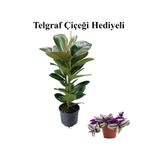 Parlak Canlı Yapraklı Kauçuk Bitkisi Sevgililer Gününe Özel Telgraf Hediyeli, SRD30012025BYB416