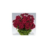 Parlak Kırmızı Canan Sardunya Fidesi Pelargonium Aristo 10-20 cm