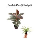 Parlak Yapraklı Pembe Renkli Kauçuk Bitkisi Sevgililer Gününe Özel Kurdele Çiçeği Hediyeli, BTS001NA2209
