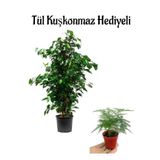 Parlak Yapraklı Yeşil Benjamin Bitkisi Sevgililer Gününe Özel Tül Kuşkonmaz Hediyeli