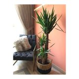 ParmiaGarden Parmia Garden Yuka - Yucca Bitkisi Avize Çiçeği (yucca Massengena) 120-140 Cm - 2 Gövdeli