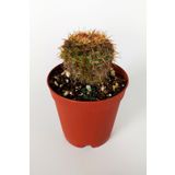 Parodia Erubescens Özel Tür Kaktüs 5.5 Cm Saksıda