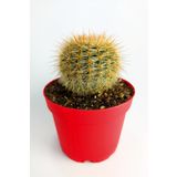 Parodia Formasa Nadir Kaktüs Özel Tür Nadide Kaktus Tekli Kaktüs 8.5 cm Saksıda