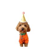 Partifabrik Dogs Köpek Dostlarımız Pet Arkadaşlarımız Temalı Sevimli Hayvanlar Mini Şapka 12 Cm Karton Ponponlu