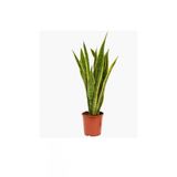 Paşa Kılıcı Çiçeği (Peygamber Kılıcı - Sansevieria Trifasciata)