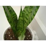 Paşa Kılıcı Fidesi Fidanı Sansevieria 10-20 cm