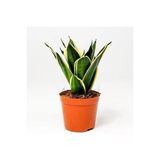 Paşa Kılıcı Peygamber Kılıcı Çiçeği Fidanı 10-20 Cm