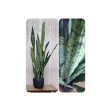 Paşa Kılıcı Peygamber Kılıcı, Paşa Kılıcı Sansevieria 30-40 Cm