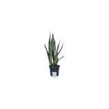 Paşa Kılıcı, Saksıda, Peygamber Kılıcı, Paşa Kılıcı Sansevieria 20-30 Cm