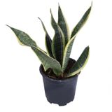 Paşa Kılıcı, Saksıda, Peygamber Kılıcı, Paşa Kılıcı Sansevieria 30-40 cm