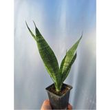 Paşa Kılıcı Sansevaria Peygamber Kılıç Çiçeği 15-25 cm - Çok Renkli