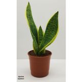 Paşa Kılıcı Sansevaria Peygamber Kılıç Çiçeği 35 Cm, BTSR266