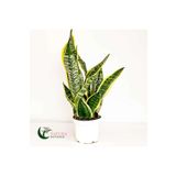 Paşa Kılıcı Sansevaria Peygamber Kılıç Çiçeği 45-55 Cm, BTS04062025BYB93