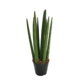 Paşa Kılıcı Sansevieria Cylindrica