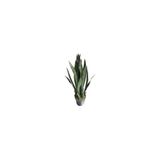Paşa Kılıcı Sansevieria Fidanı 10-20 Cm