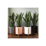 Paşa Kılıcı- Sansevieria- Peygamber Kılıcı