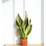 Paşa Kılıcı Sansevieria Trifasciata 40 - 50 Cm