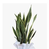 Paşa Kılıcı Sansevieria