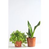 Paşa Kılıcı Ve Callisia Repens Sanseviera Black And Gold Üretim Saksılı 2'li Set