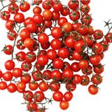 Paşa Tohumculuk Domates Cherry (Çeri) Tohumu 100 Tohum - (100+ Adet Tohum) Balıkesir