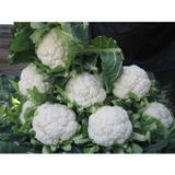 Paşa Tohumculuk Karnıbahar Tohumu 5Gr - (500+ Adet Tohum) (Iglo) Balıkesir