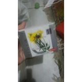 Pasabahçe Flora Küçük Fanus