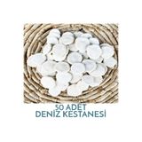 Pasifik Tasarım Hediyelik Deniz Kabuğu Kestanesi 50 Adet 125 Gram