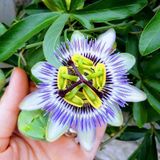 Passiflora Çiçeği Tohumu Çarkıfelek Tohumu 3 Tohum +Saksı+Toprak+