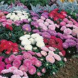 Pastel Renkler Karışık Pompon Aster Çiçeği Tohumu(50 Tohum)