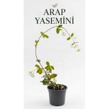 pati nefes Arap Yasemini, Çiçekli Canlı Sarmaşık Bitkisi, Saksılı Kokulu 1 Metre