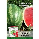 Patika Botanik 100 Adet Alaca Karpuz Tohumu