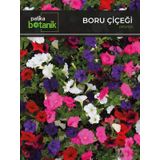 Patika Botanik 100 Adet Boru Petunya Petunia Çiçek Tohumu
