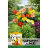 Patika Botanik 100 Adet Kaliforniya Gelinciği Çiçek Tohumu (Eschscholzia californica)