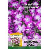 Patika Botanik 100 Adet Karamuk Çiçek Tohumu (Agrostemma Githago)