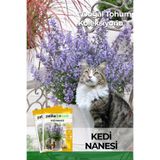 Patika Botanik 100 Adet Kedi Nanesi Çiçek Tohumu (Nepeta Mussini)