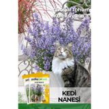 Patika Botanik 100 Adet Kedi Nanesi Çiçek Tohumu