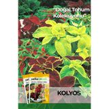 Patika Botanik 100 Adet Kolyos / Yaprağı Güzel Çiçek Tohumu (Coleus Blumei)