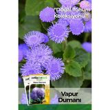 Patika Botanik 100 Adet Mavi Vapur Dumanı (Ageratum Houstanianum) Çiçek Tohumu - 1 Paket