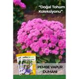 Patika Botanik 100 Adet Pembe Vapur Dumanı Çiçek Tohumu (Ageratum Mexicanum Dwarf Ball)