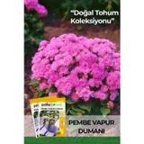 Patika Botanik 100 Adet Pembe Vapur Dumanı Çiçek Tohumu