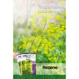 Patika Botanik 100 Adet Rezene Tohumu (Pimpinella Anisum)