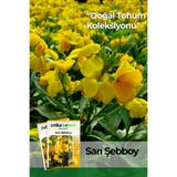 Patika Botanik 100 Adet Sarı Şebboy Çiçek Tohumu (Cheiranthus Cheiri)
